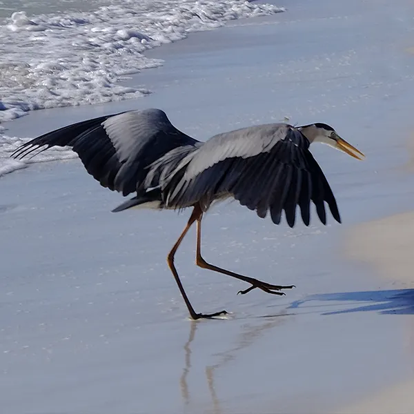 Heronymus Heron looking at his shadow on the beach