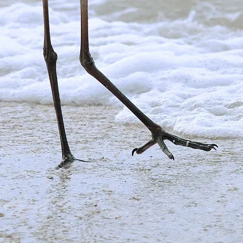 Heron feet close-up