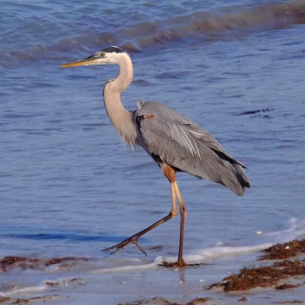 Heron walking on beach