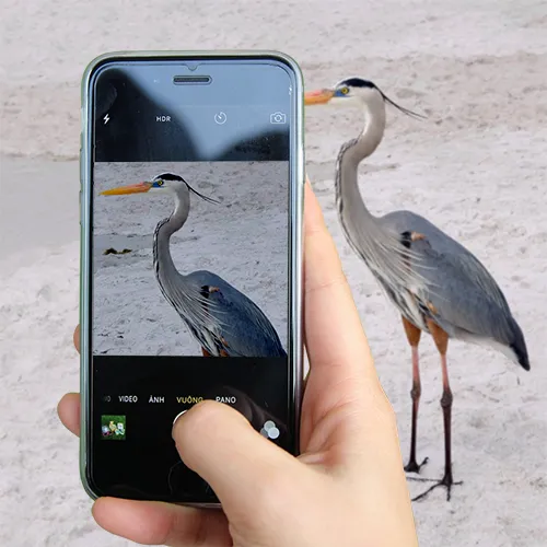 Hand holding a smartphone taking a picture of a heron