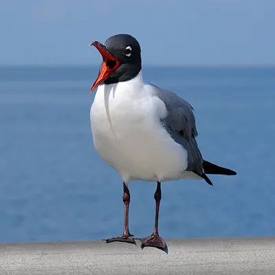 Larry the Laughing Gull Squawking