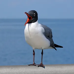 Larry Laughing Gull