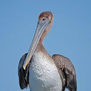 Piper the Pelican portrait