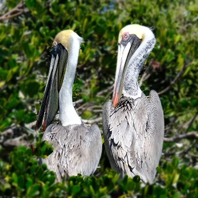 Piper's parents in a mangrove