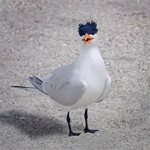 Rosie the Royal Tern on the sand